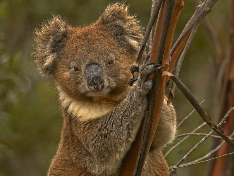 Kangaroo Island, Koala